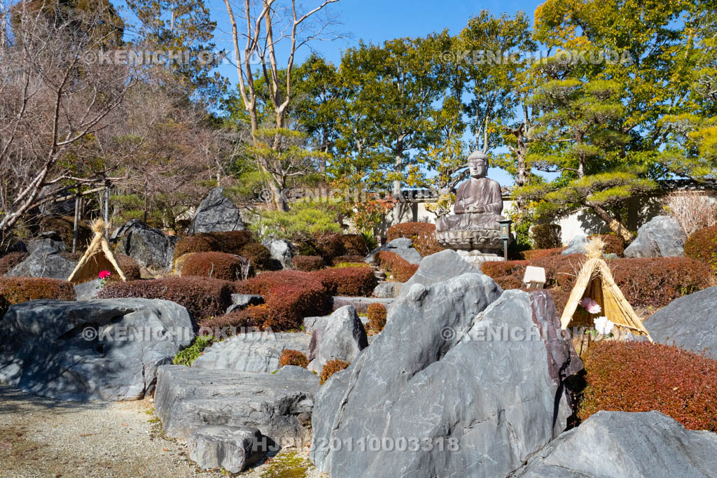 奈良県　當麻寺奥院　浄土庭園　冬ボタン