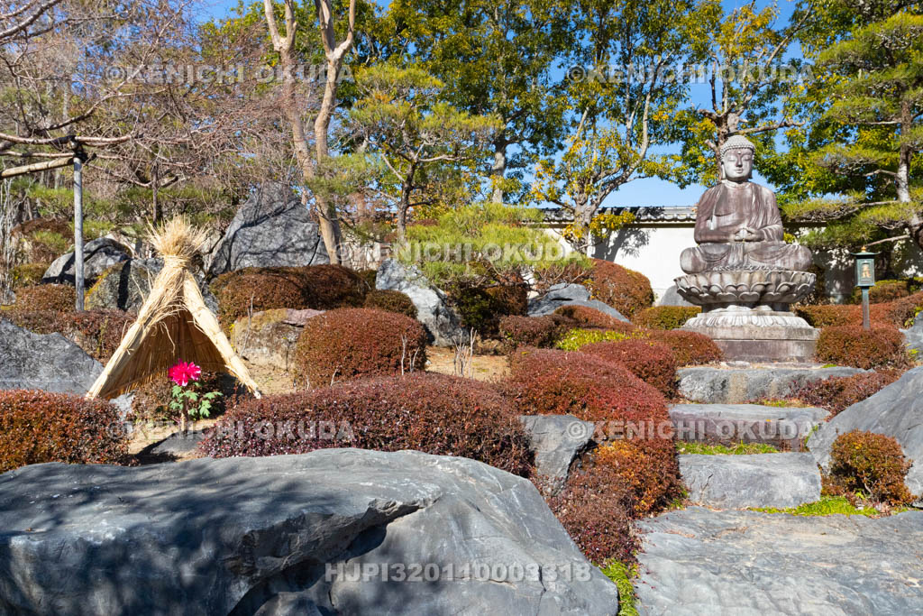 奈良県　當麻寺奥院　浄土庭園　冬ボタン