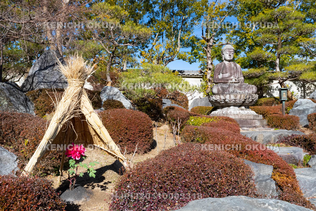 奈良県　當麻寺奥院　浄土庭園　冬ボタン