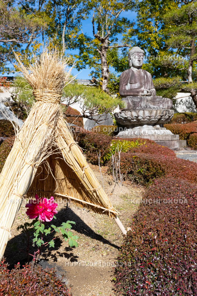 奈良県　當麻寺奥院　浄土庭園　冬ボタン