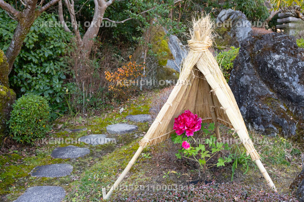 奈良県　當麻寺奥院　浄土庭園　冬ボタン