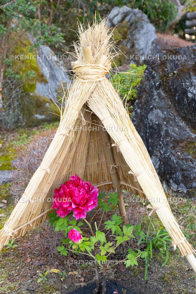 奈良県　當麻寺奥院　浄土庭園　冬ボタン
