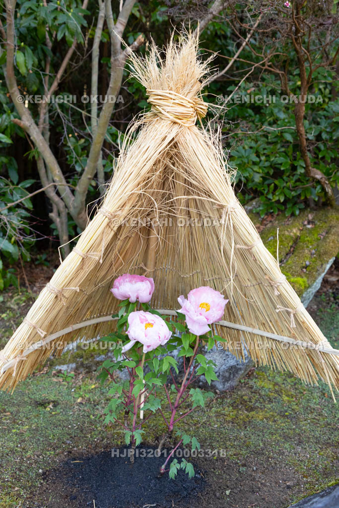 奈良県　當麻寺奥院　浄土庭園　冬ボタン