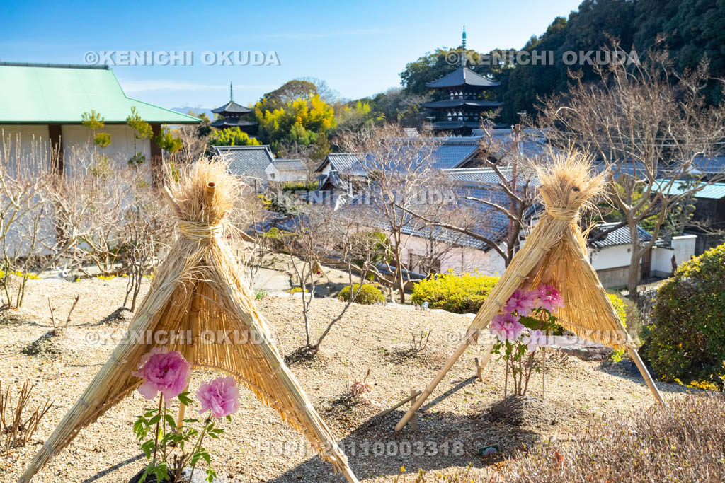 奈良県　當麻寺奥院　冬ボタン