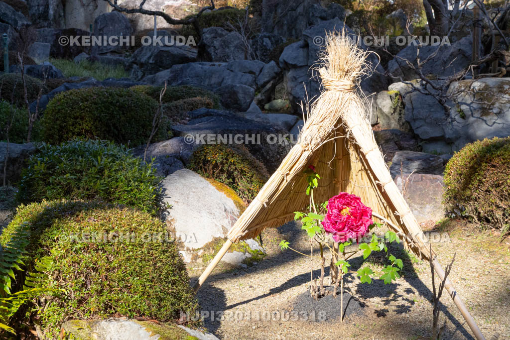 奈良県　當麻寺奥院　浄土庭園　冬ボタン