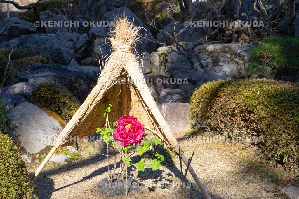奈良県　當麻寺奥院　浄土庭園　冬ボタン