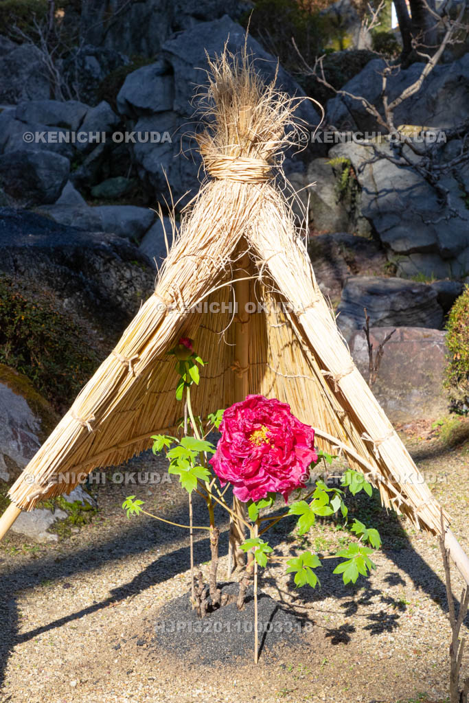 奈良県　當麻寺奥院　浄土庭園　冬ボタン