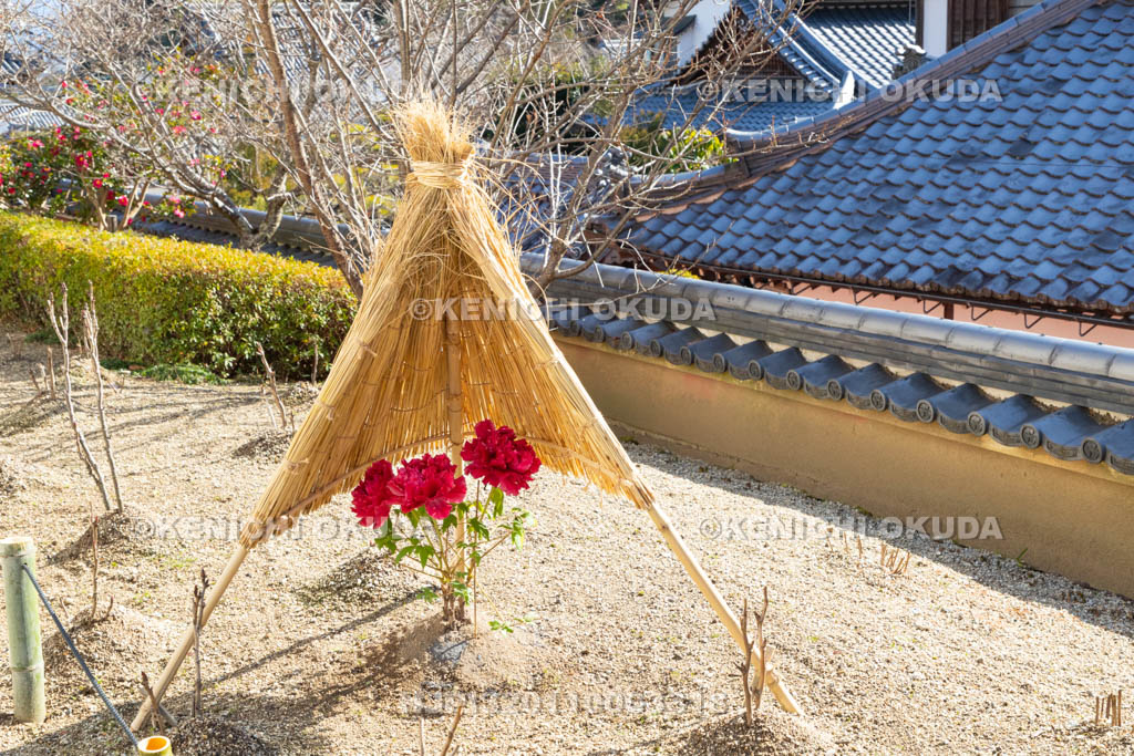 奈良県　當麻寺奥院　冬ボタン　宝物館付近