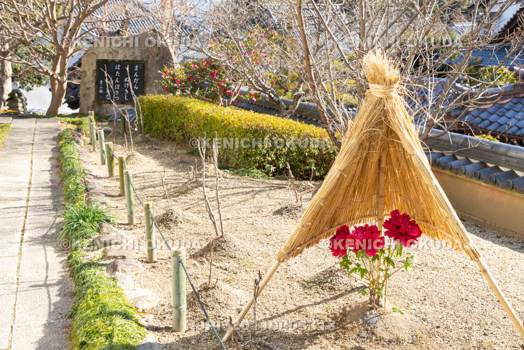 奈良県　當麻寺奥院　冬ボタン　宝物館付近
