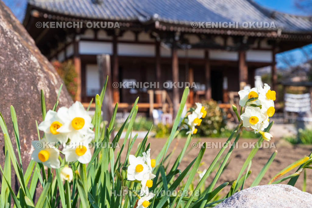 奈良県　般若寺　本堂とスイセン