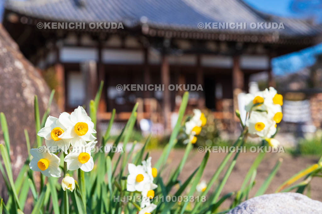 奈良県　般若寺　本堂とスイセン