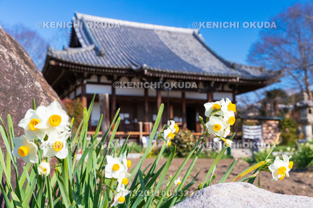 奈良県　般若寺　本堂とスイセン