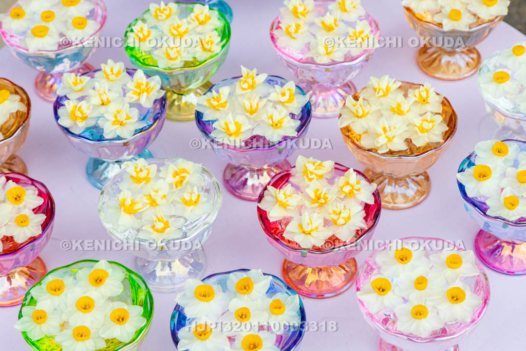 奈良県　般若寺　本堂前　スイセンの飾り付け