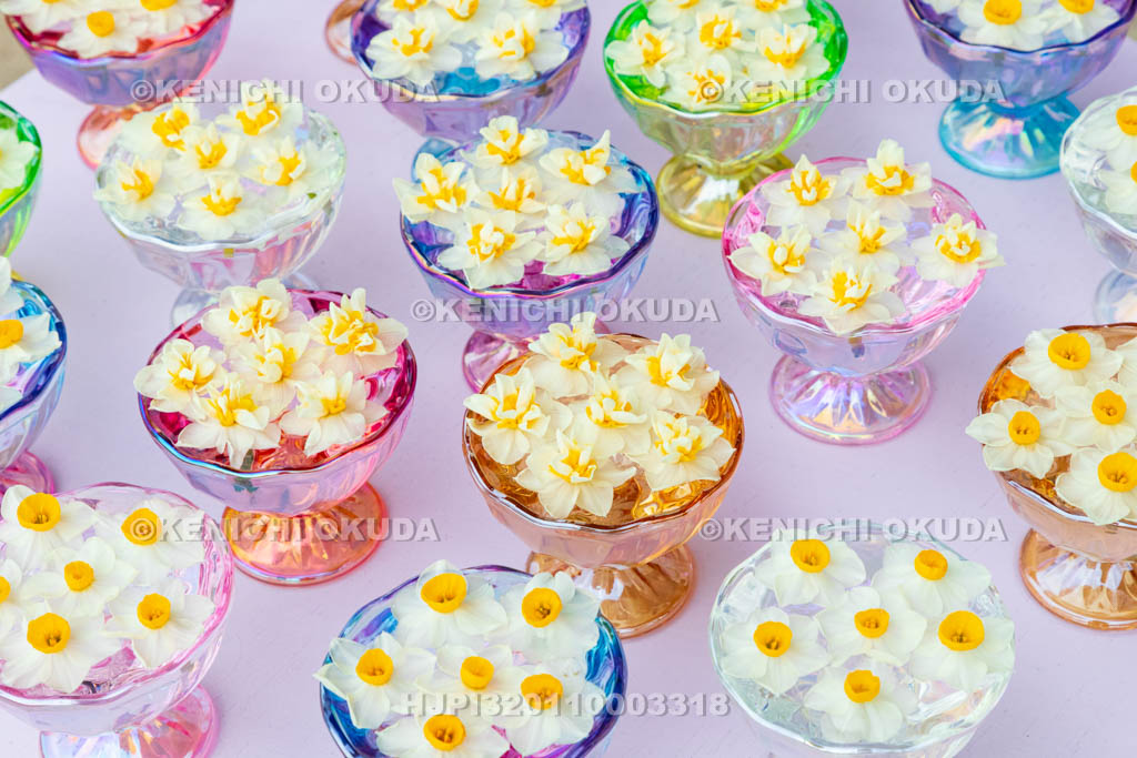 奈良県　般若寺　本堂前　スイセンの飾り付け