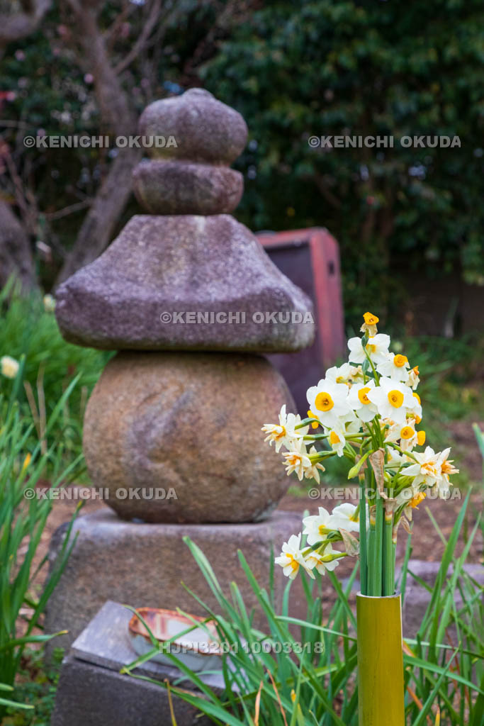 奈良県　般若寺　藤原頼長公供養塔とスイセン