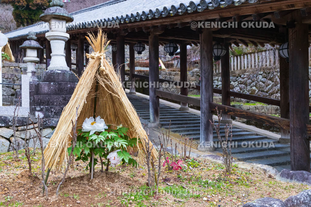 奈良県　長谷寺　下登廊（重要文化財）と寒ボタン