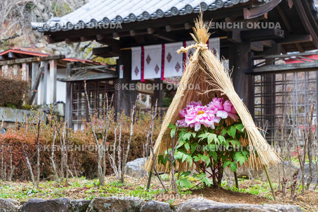 奈良県　長谷寺　宗宝蔵と寒ボタン