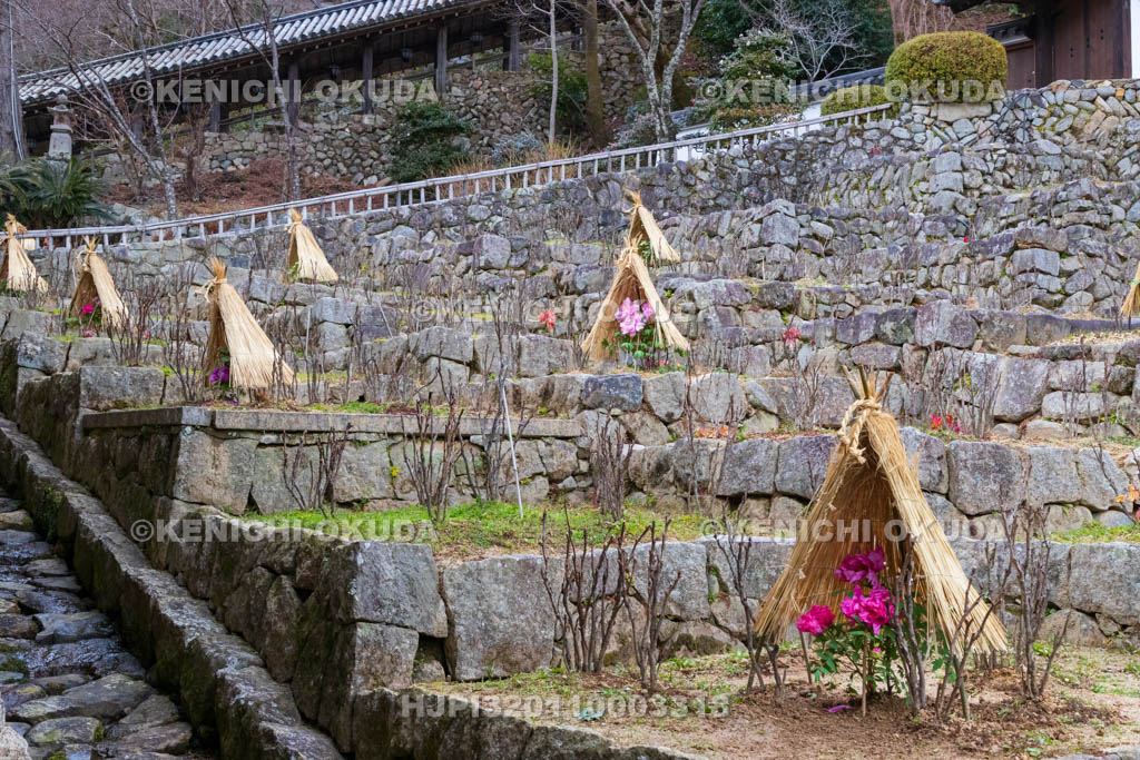 奈良県　長谷寺　中登廊（重要文化財）と寒ボタン