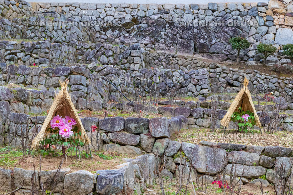 奈良県　長谷寺　寒ボタン　下登廊付近