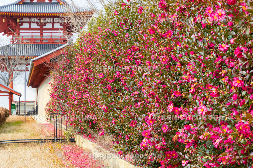 奈良県　平城宮跡（世界遺産）　サザンカ咲く朱雀門