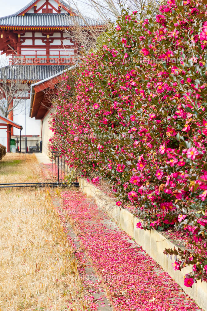 奈良県　平城宮跡（世界遺産）　サザンカ咲く朱雀門