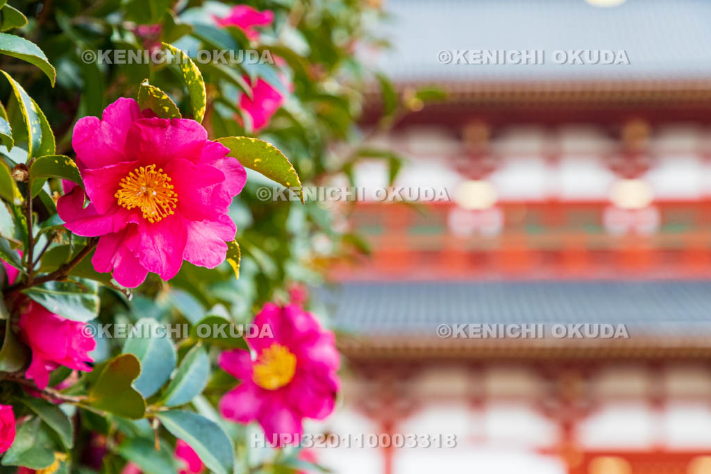 奈良県　平城宮跡（世界遺産）　第一次大極殿とサザンカ