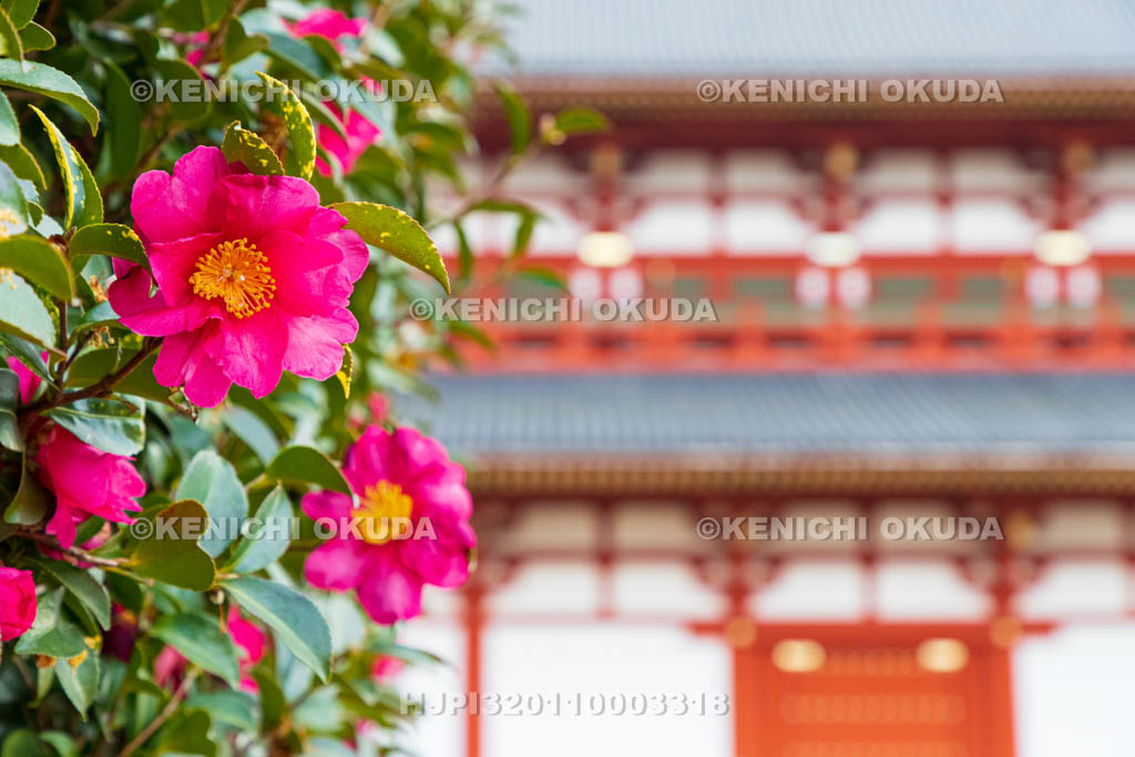 奈良県　平城宮跡（世界遺産）　第一次大極殿とサザンカ