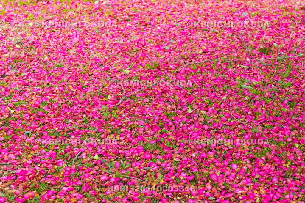 奈良県　平城宮跡（世界遺産）　サザンカの絨毯　復原事業情報館付近