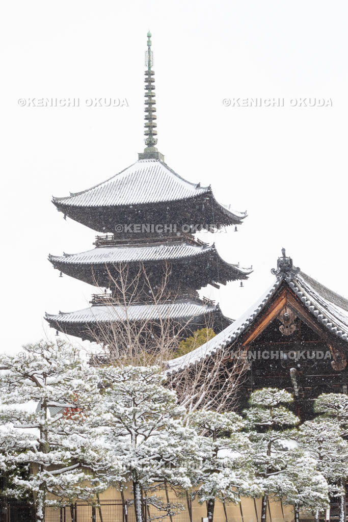 京都府　雪の東寺　五重塔（国宝）