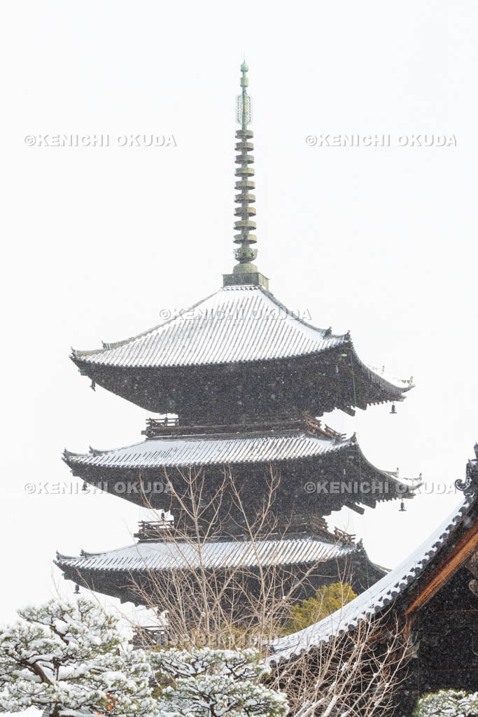 京都府　雪の東寺　五重塔（国宝）