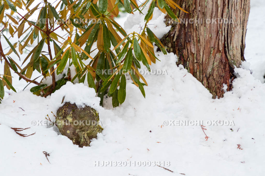 京都府　雪の三千院　わらべ地蔵