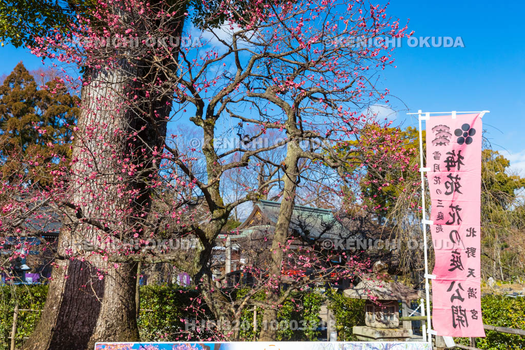 京都府　北野天満宮のウメ　梅苑入口付近