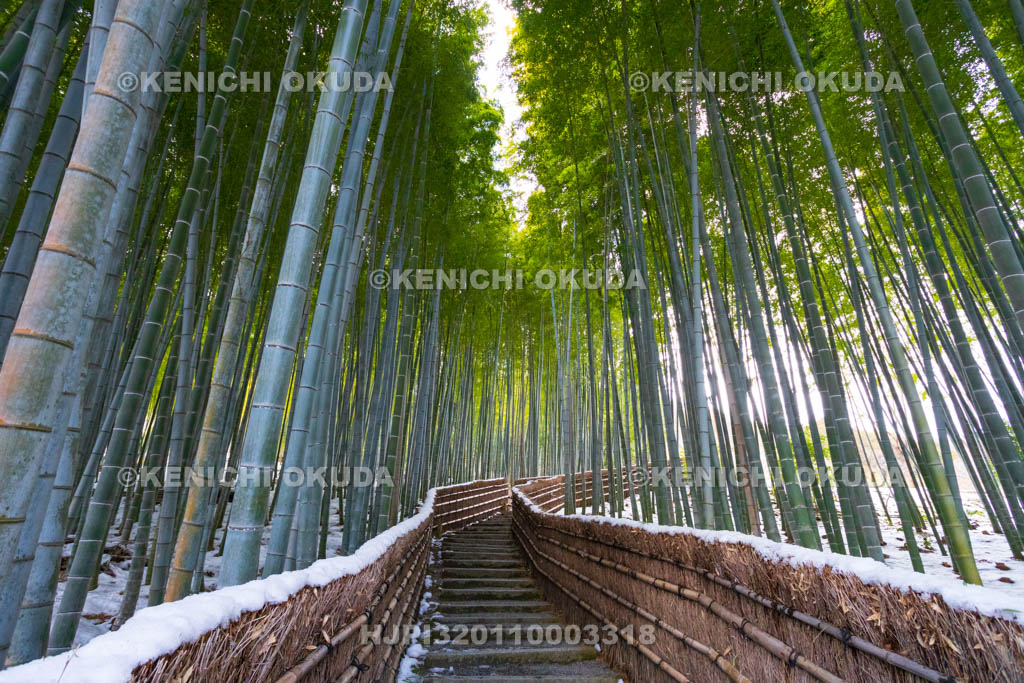 京都府　嵯峨野　化野念仏寺　残雪の竹林