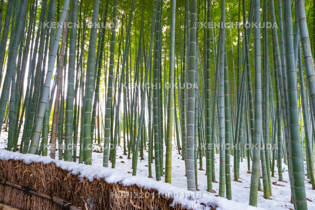 京都府　嵯峨野　化野念仏寺　残雪の竹林