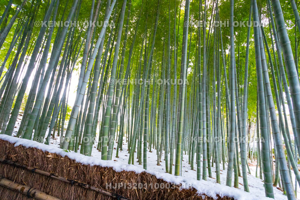 京都府 嵯峨野 化野念仏寺 残雪の竹林