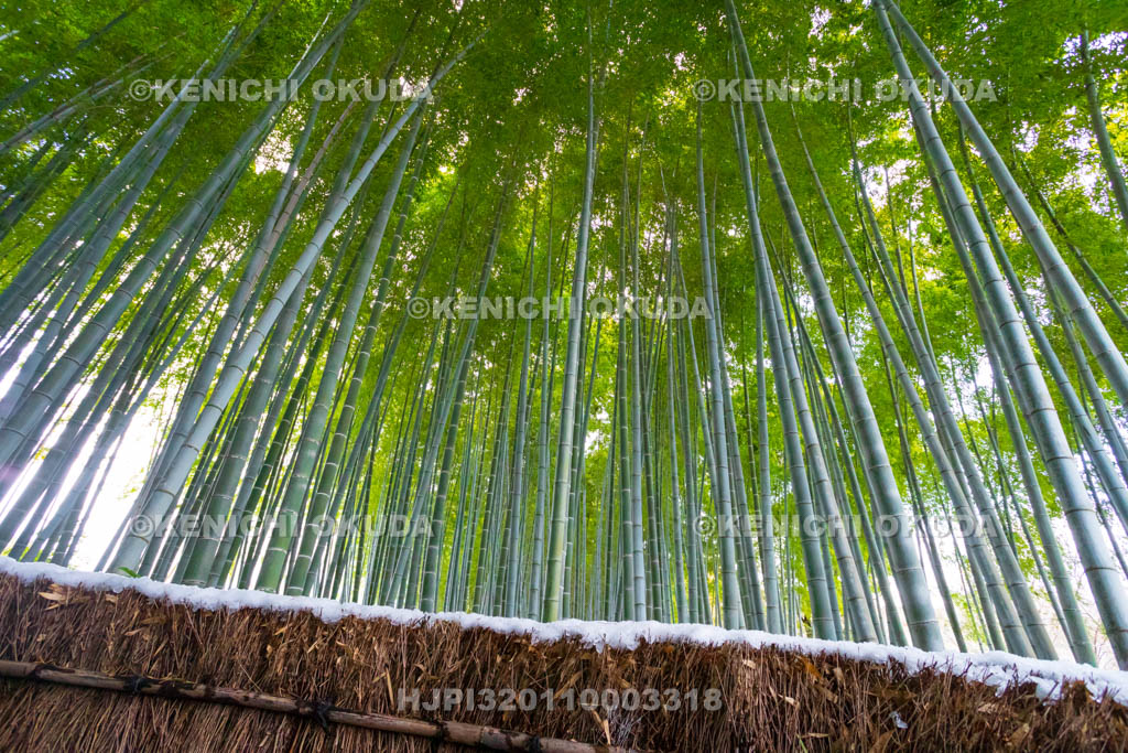 京都府　嵯峨野　化野念仏寺　残雪の竹林