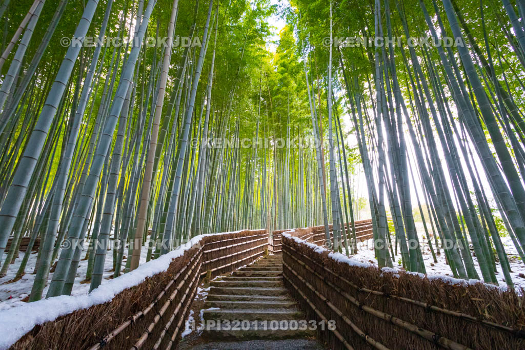 京都府　嵯峨野　化野念仏寺　残雪の竹林