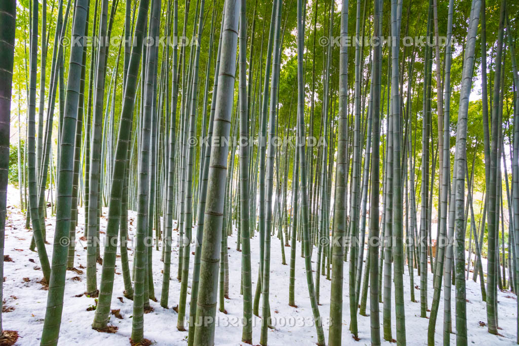 京都府　嵯峨野　化野念仏寺　残雪の竹林