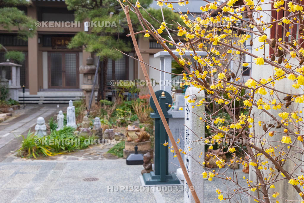 京都府　ロウバイ咲く勝念寺（かましきさん）