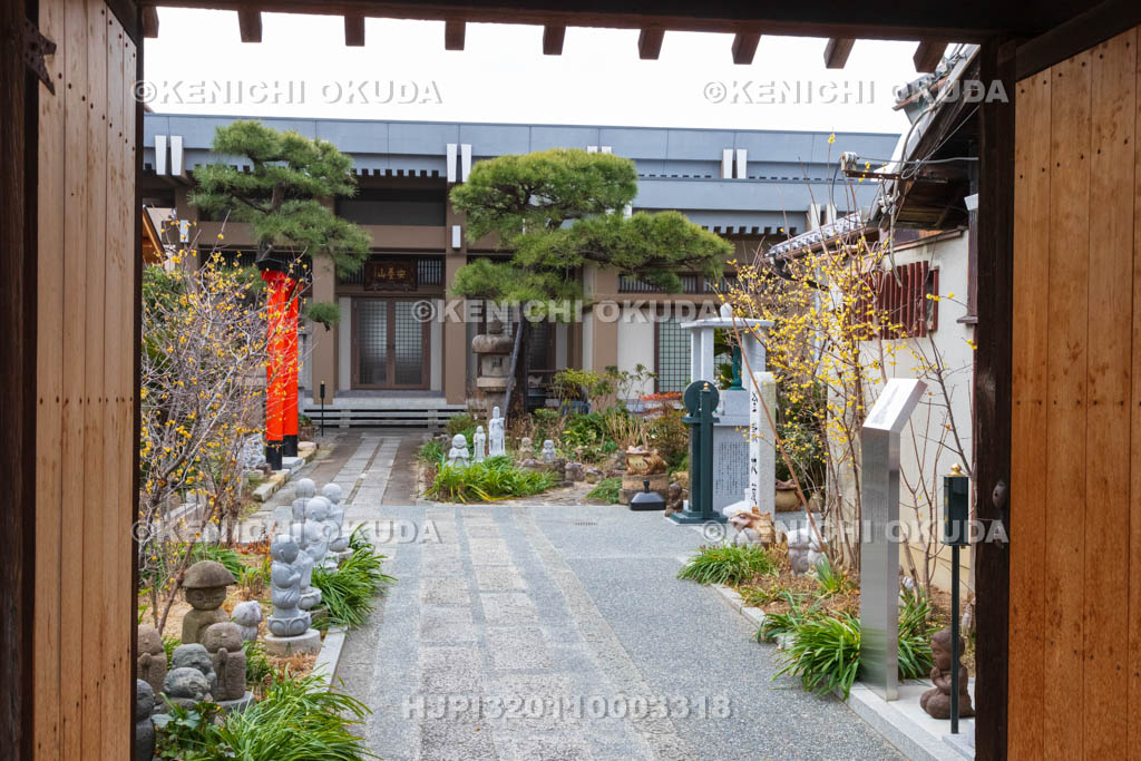 京都府　ロウバイ咲く勝念寺（かましきさん）