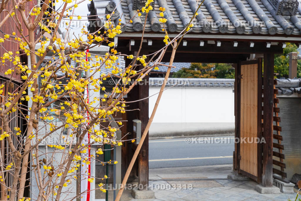 京都府　ロウバイ咲く勝念寺（かましきさん）