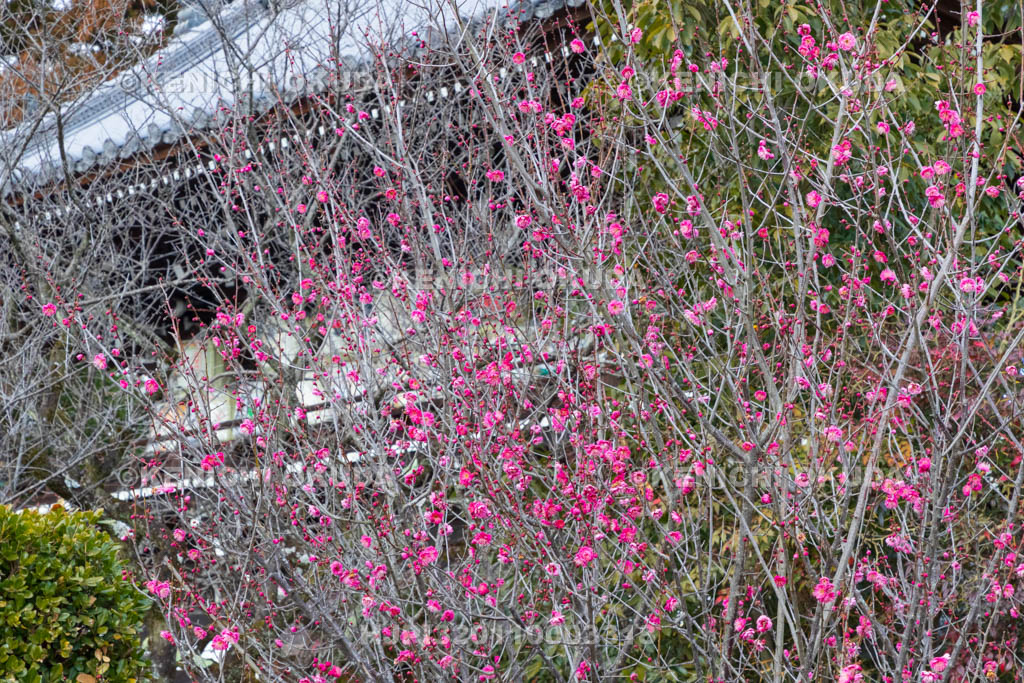 京都府　梅宮大社　梅と随身門
