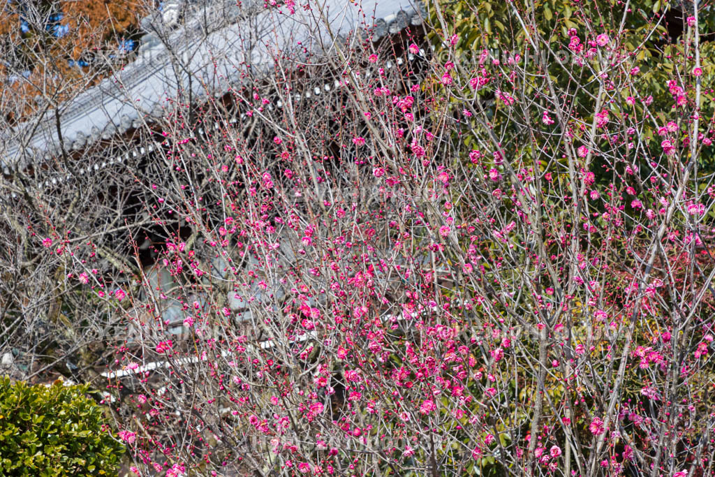 京都府　梅宮大社　梅と随身門