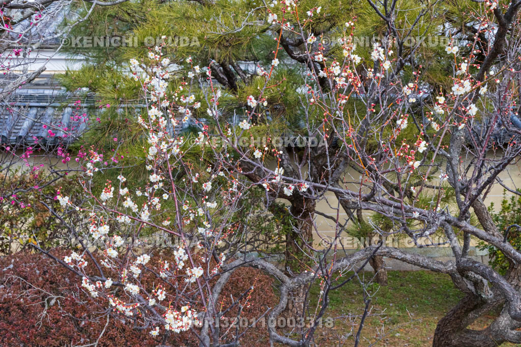 京都府　梅宮大社の梅　随身門付近