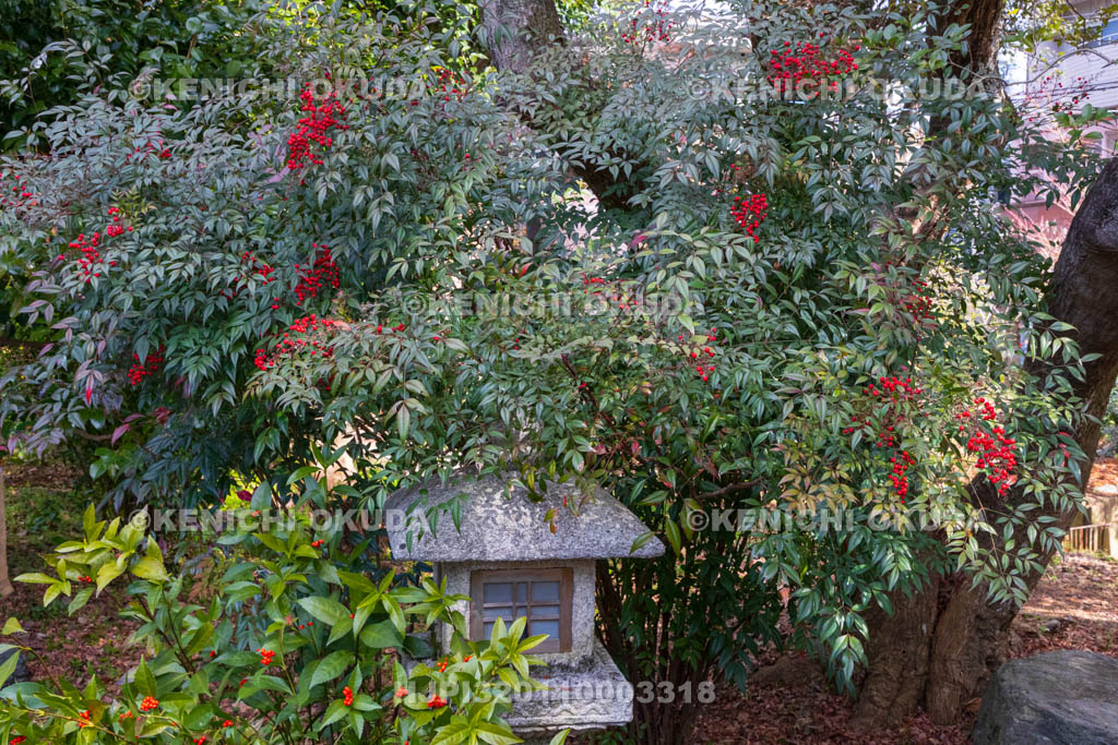 京都府　梅宮大社　東神苑の南天