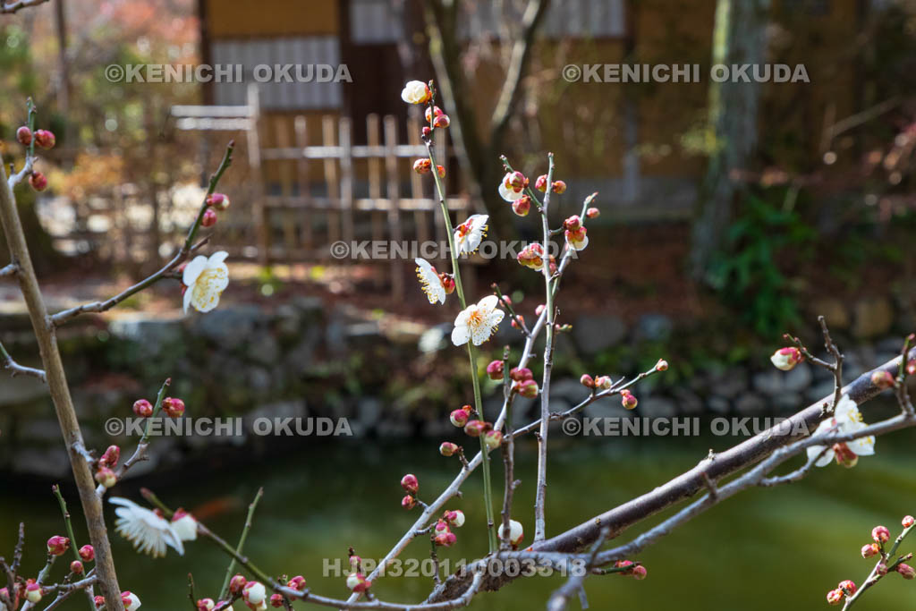京都府　梅宮大社　東神苑　梅と池中亭