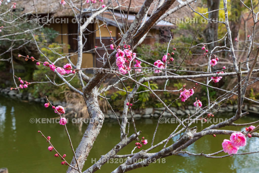 京都府　梅宮大社　東神苑　梅と池中亭