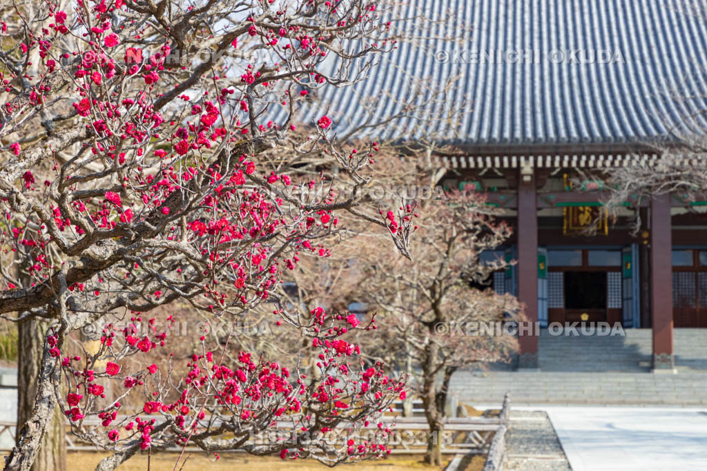 京都府　智積院　梅と金堂