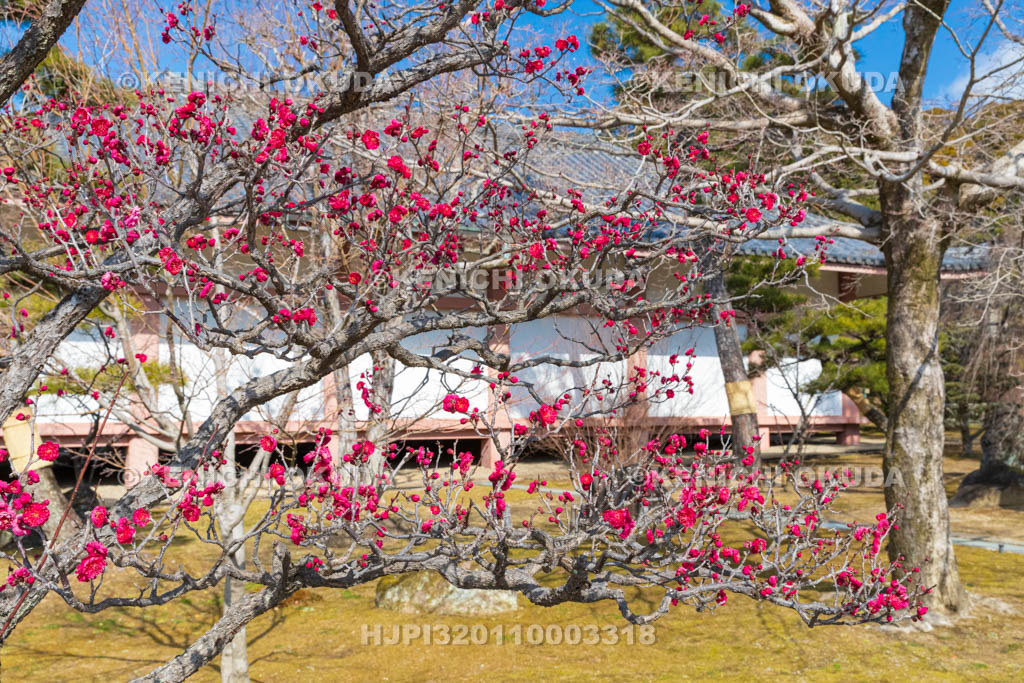 京都府　智積院　梅と収蔵庫