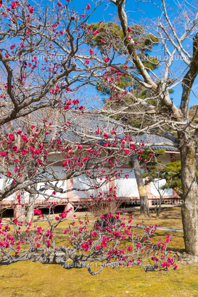 京都府　智積院　梅と収蔵庫